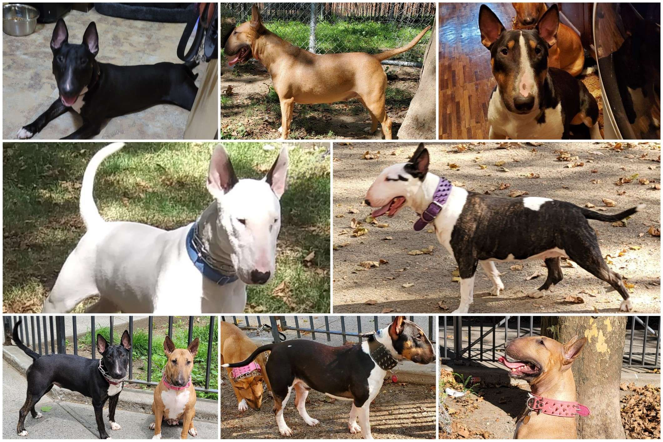 Our Bull Terriers